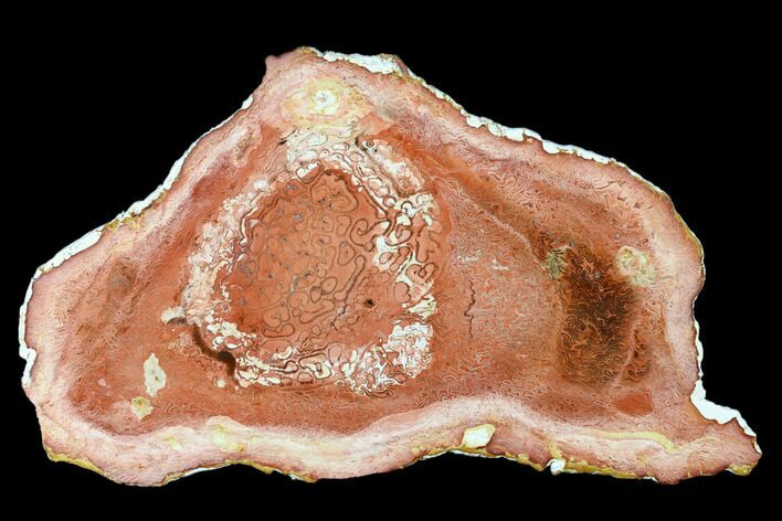 Permian, Petrified Tree Fern (Tietea) Slab - Brazil #175256